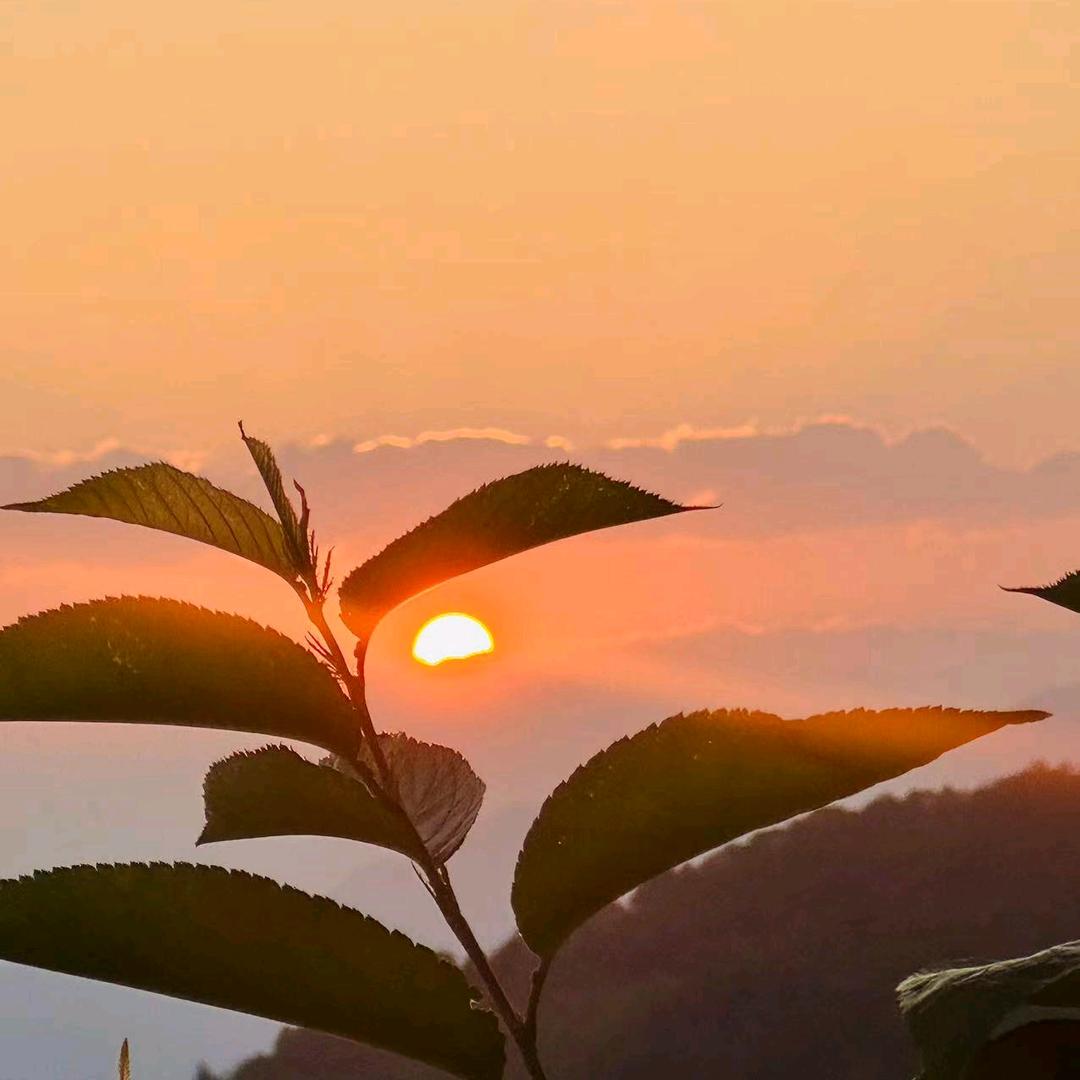 草草