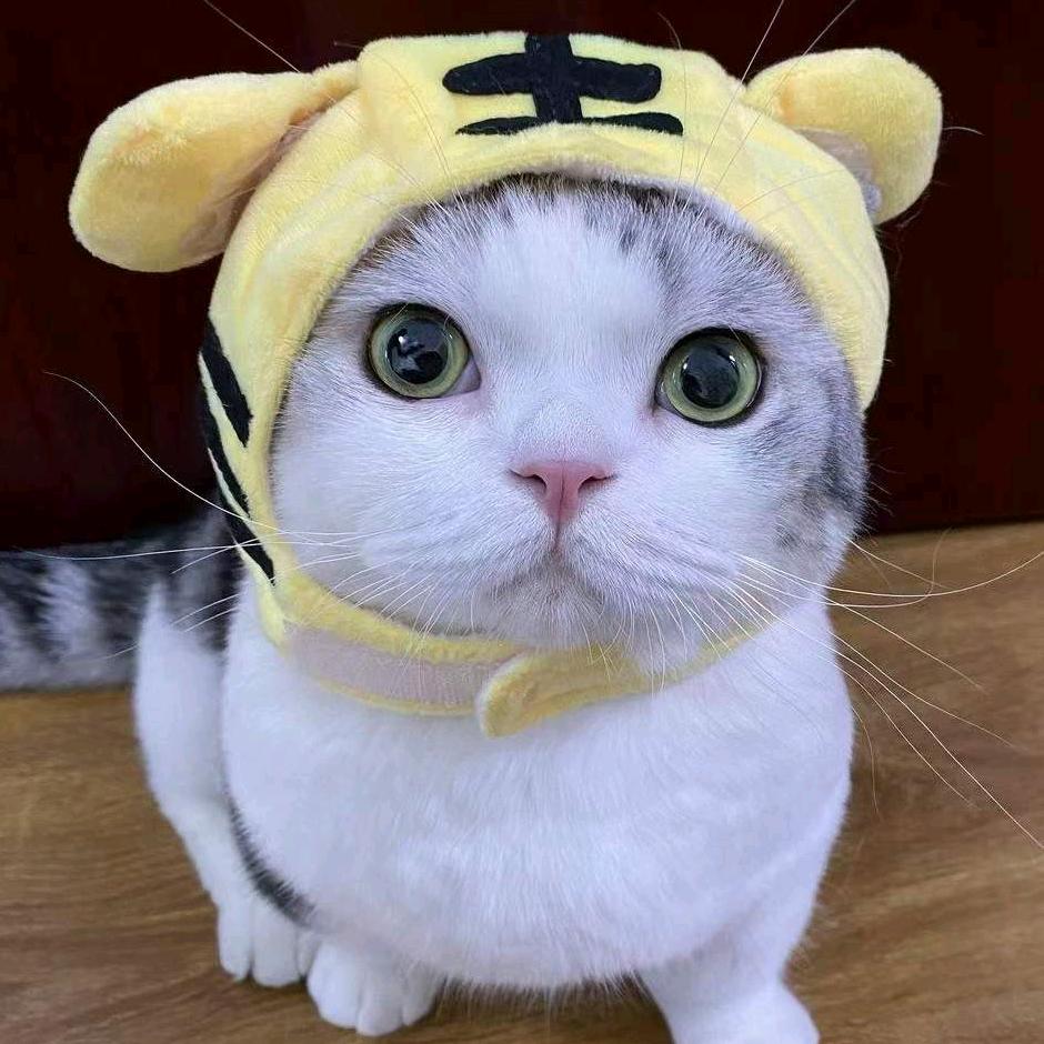 曈猫追剧