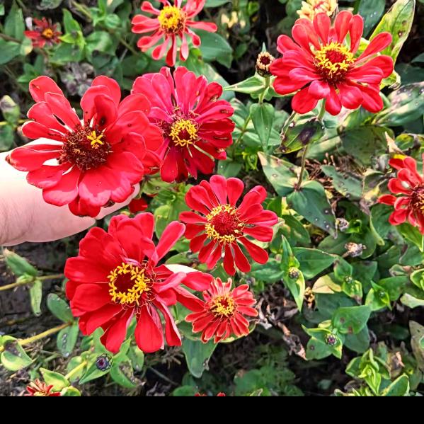 漂洋过海来看你CE