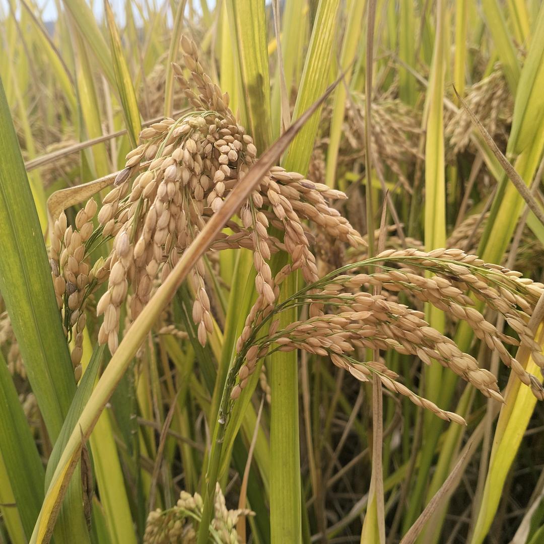 舟山小罗旧衣上门回收