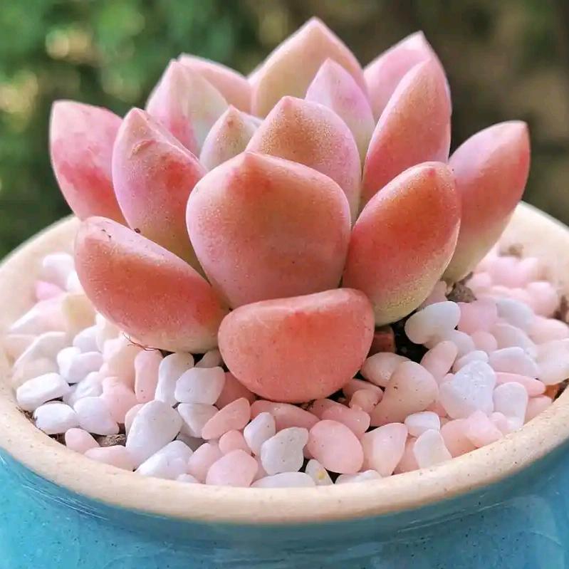 栾川县蜓子百货店（个体工商户）