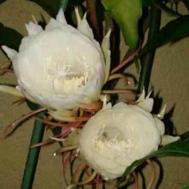 L   Y   🐒 ʕ•̫͡•ོʔ