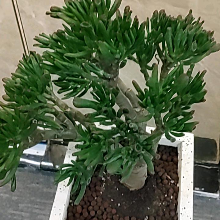 测试号