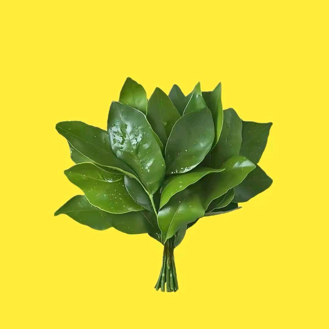北大西洋暖流