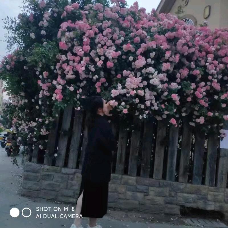 张菇凉