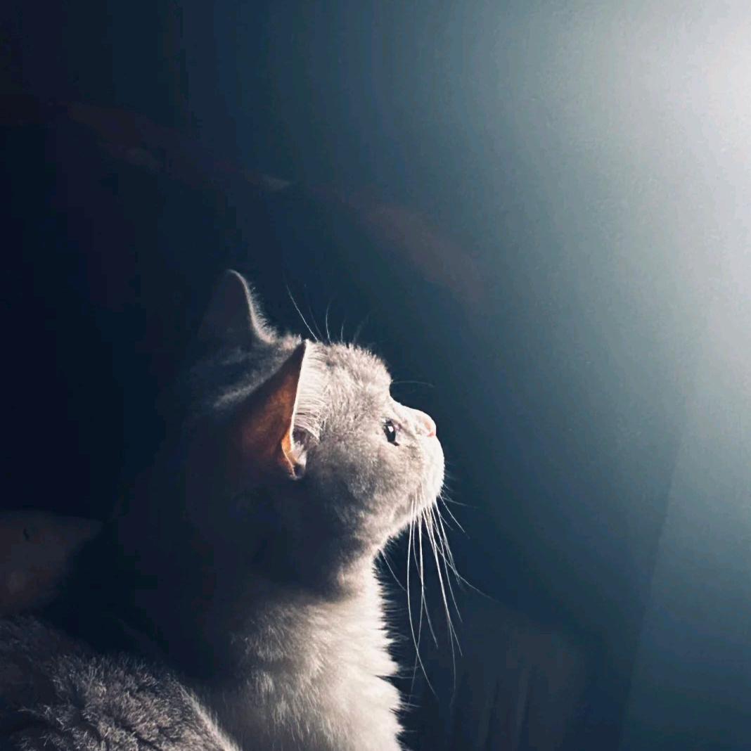 @凌晨一点的猫·ᰔᩚ