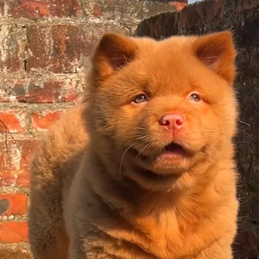 阿飞精选田园犬