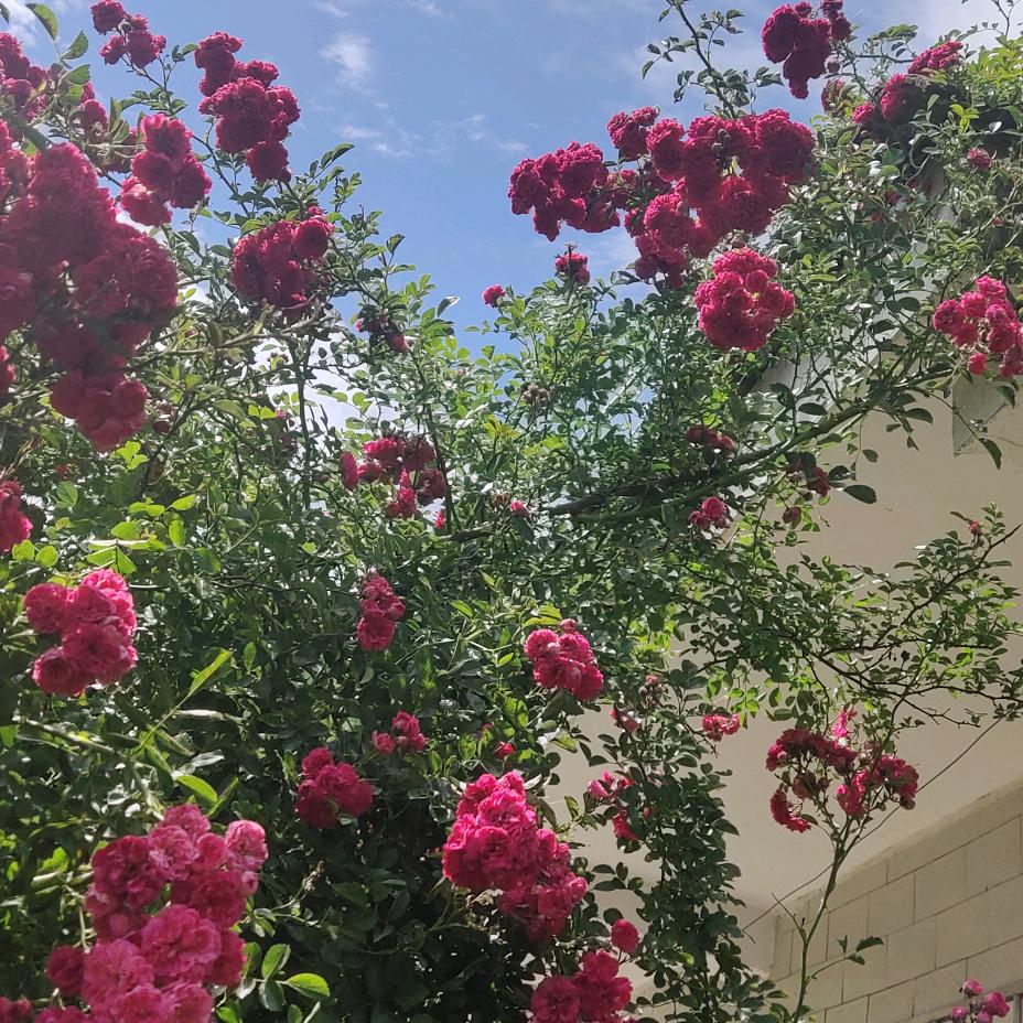 明天