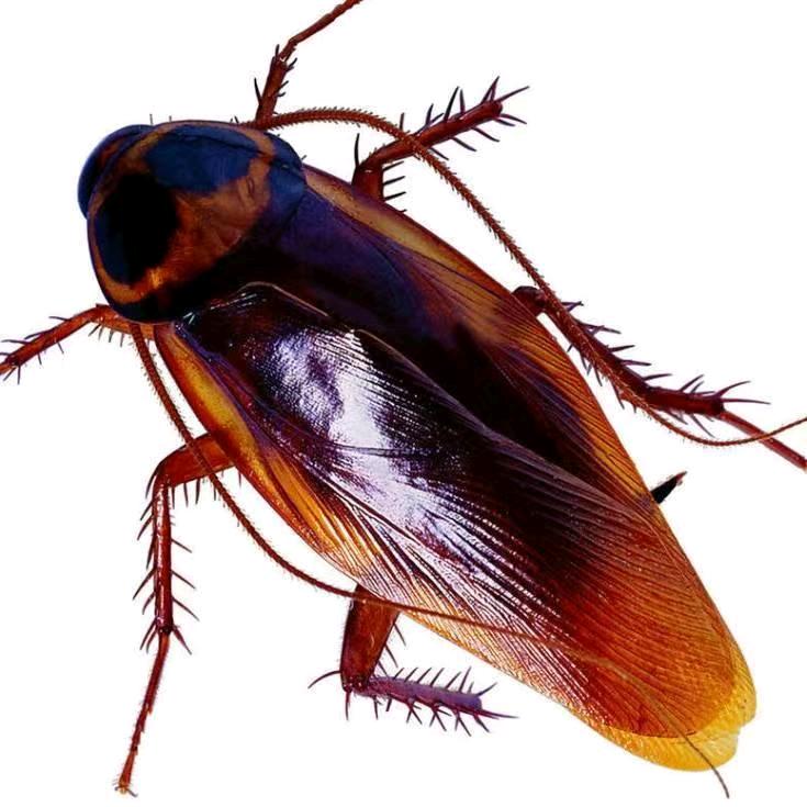 天津消杀专业灭蟑螂苍蝇老鼠（厨窗有好物）