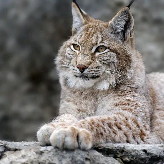 山猫