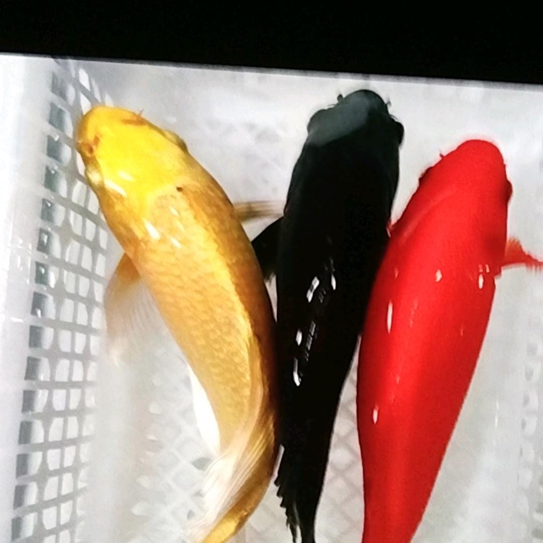 鱼儿妺