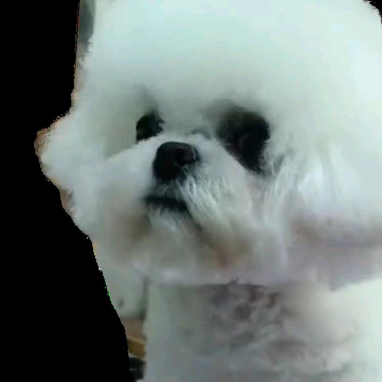 V9高端比熊马尔济斯约克夏