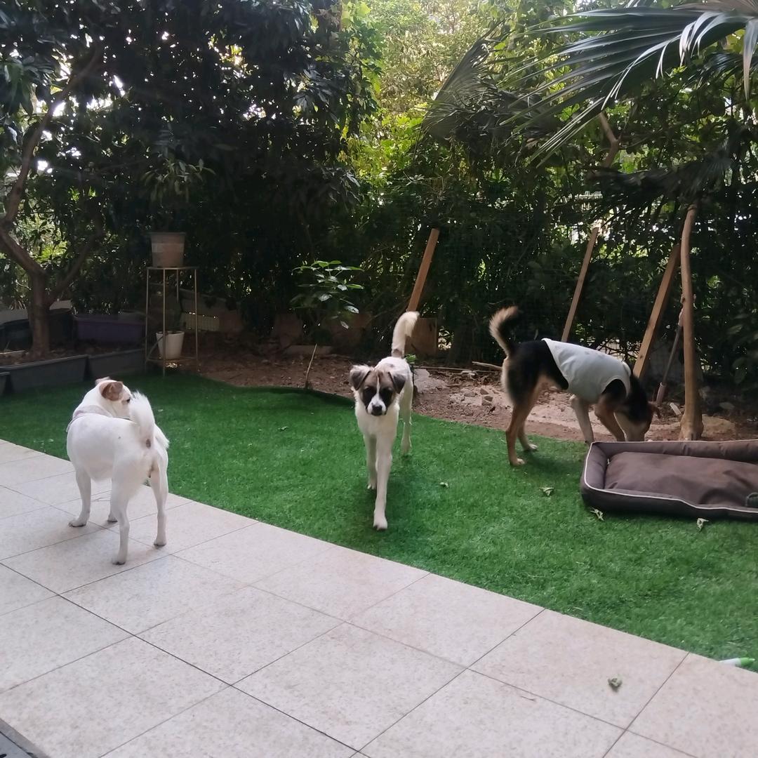 小帅家的猫狗（主动私信）