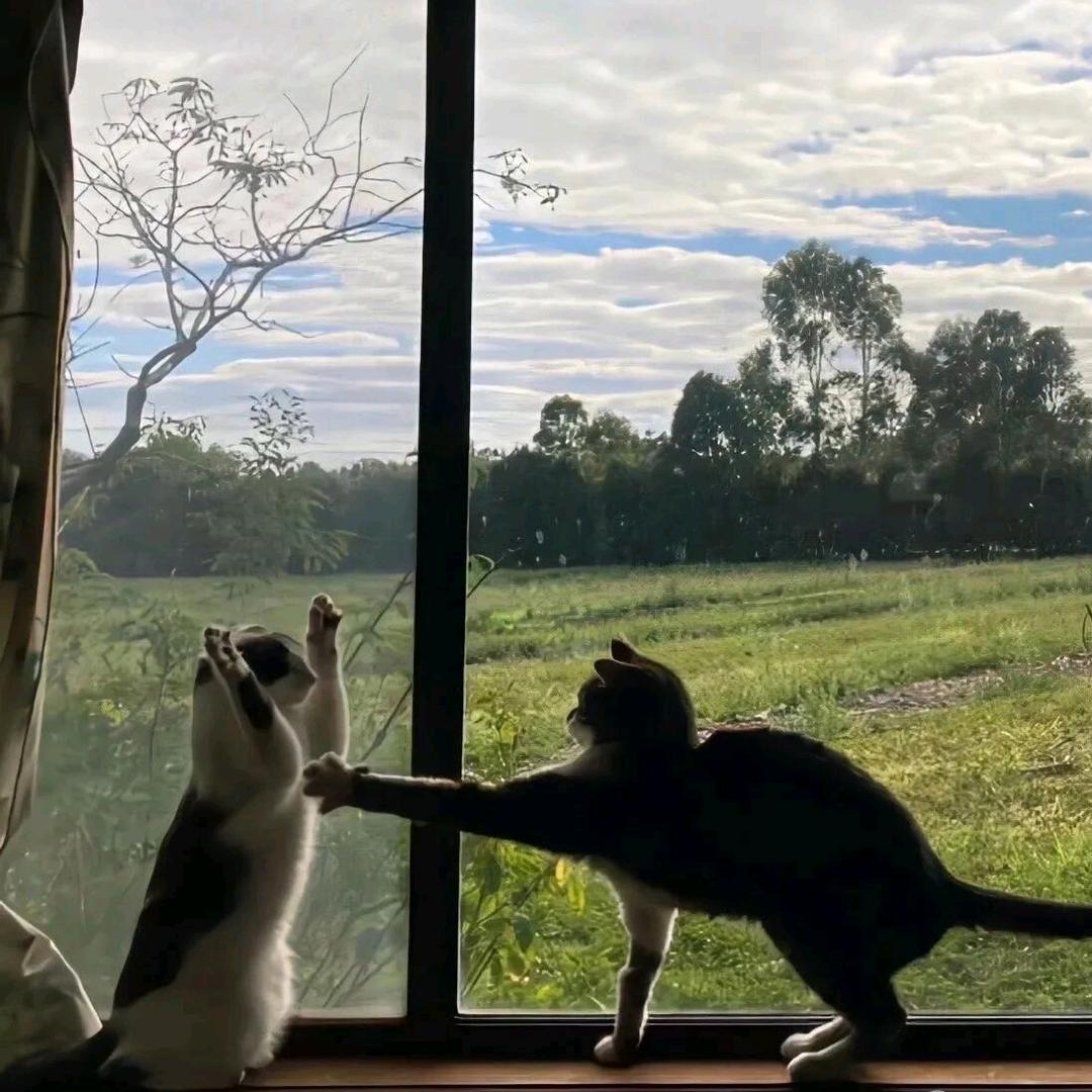 闪电猫🐱