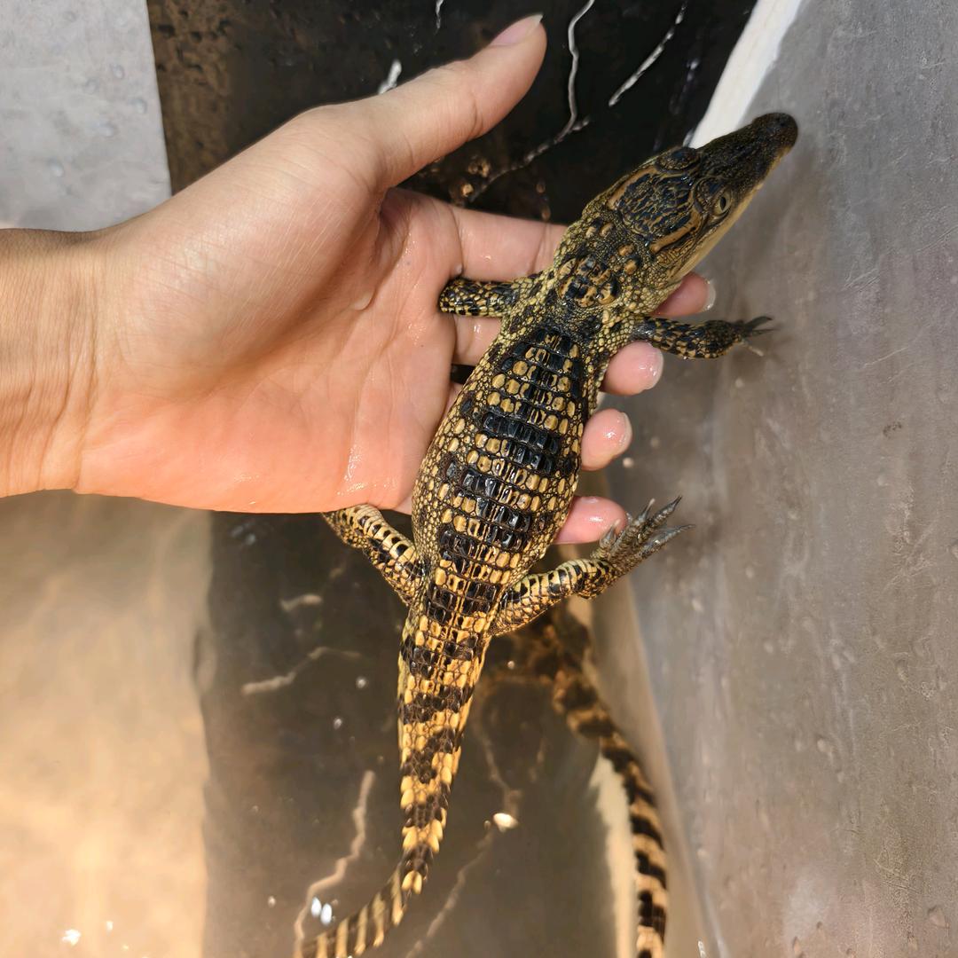 广州小鳄鱼宠物水产养殖