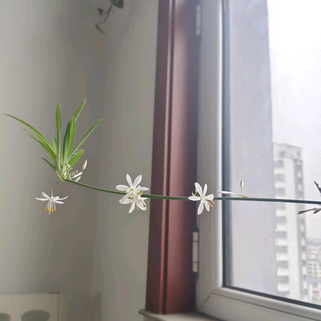 知我者，谓我心忧，不知我者谓我何求