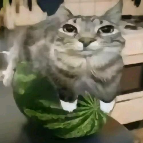 一骂就摆烂
