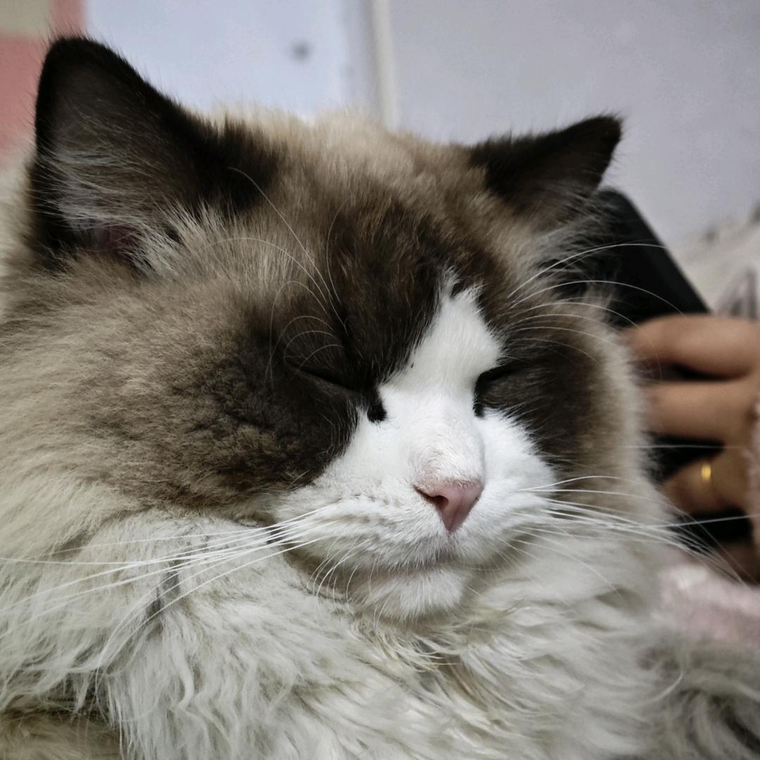 养一只猫叫念念头像