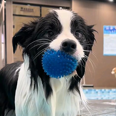 我是潘塔罗涅的狗狗