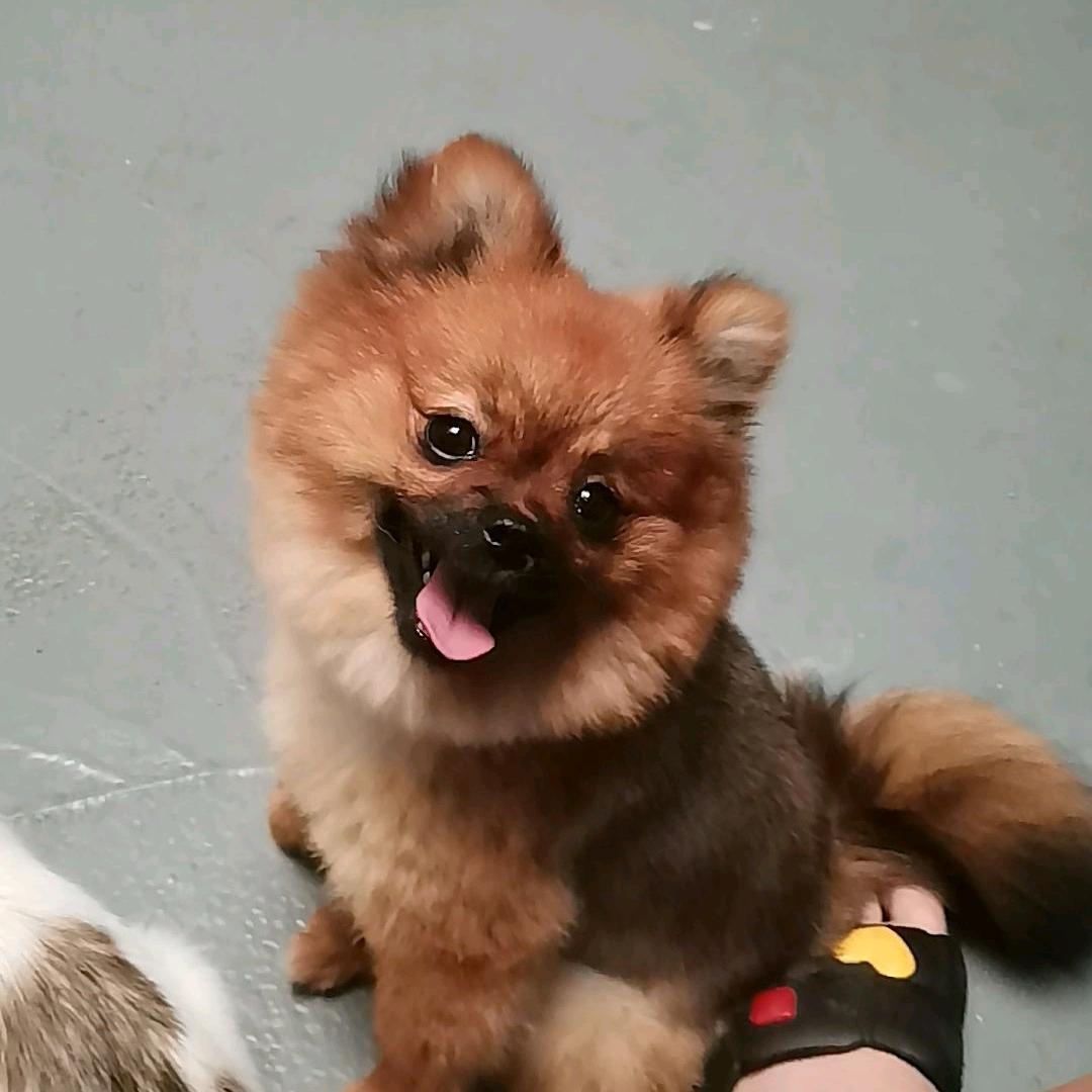 草坪直销