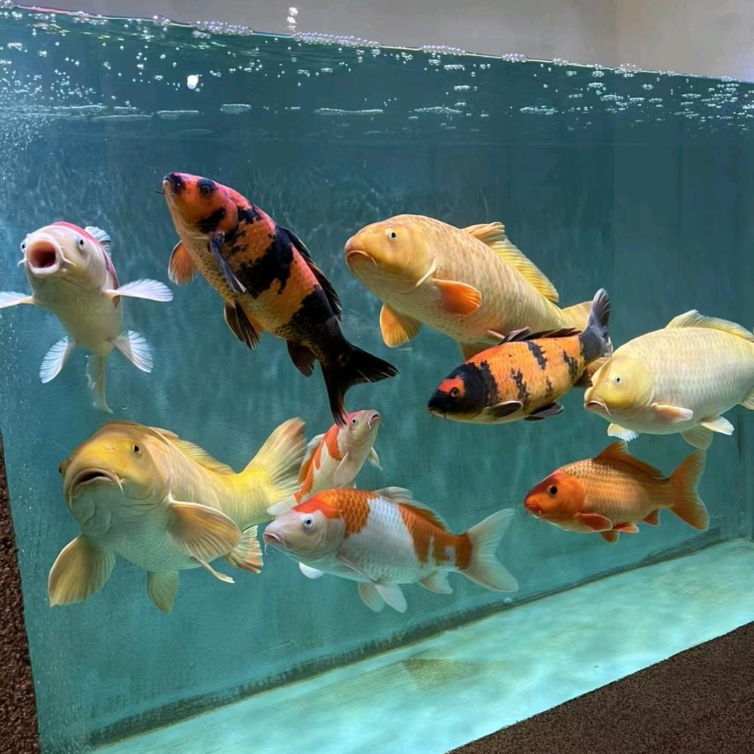 爱玩锦鲤的农民工