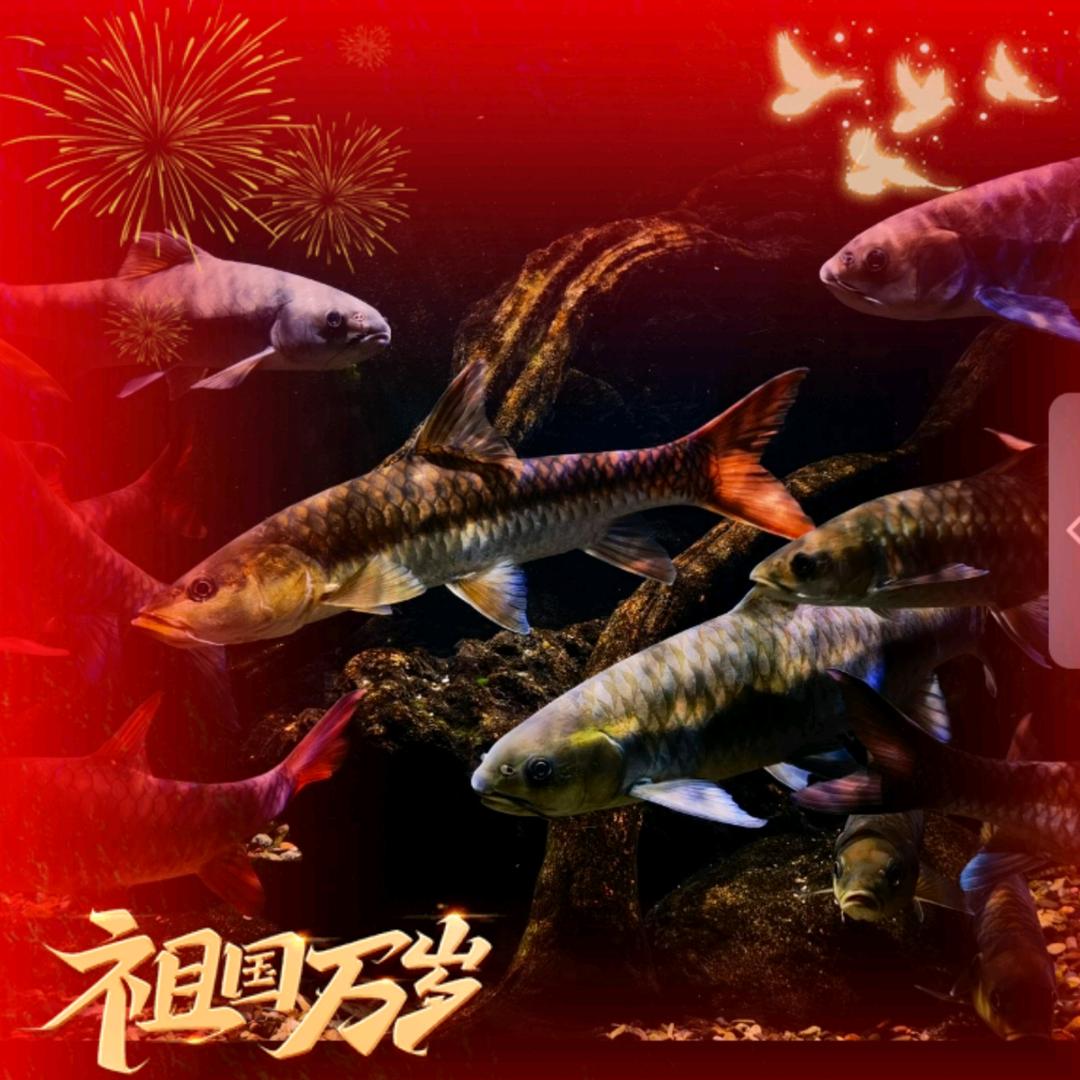 养鱼佬.John.李