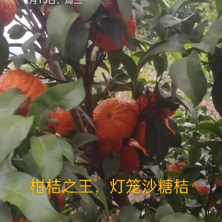 荔浦雄哥修剪队
