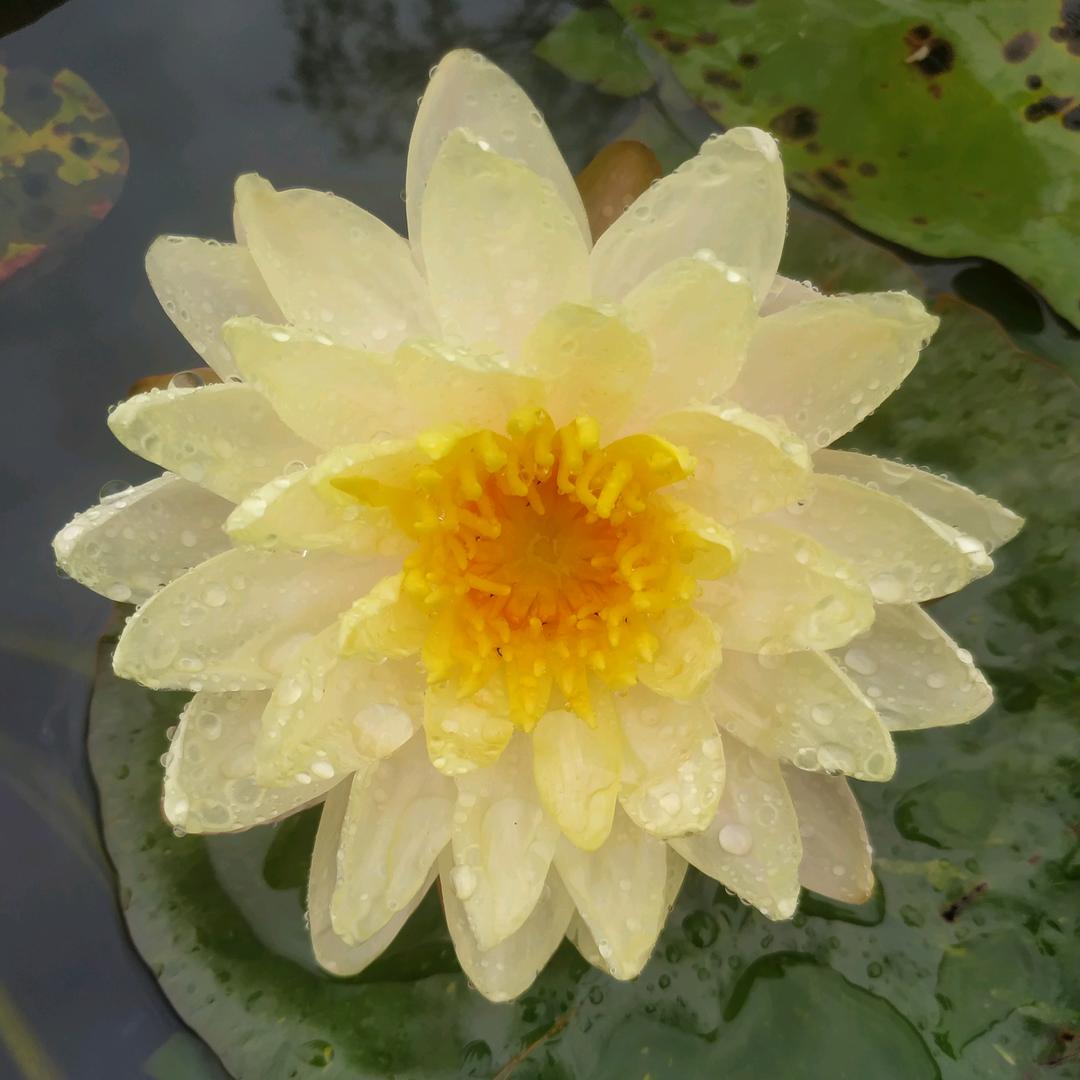 鲜