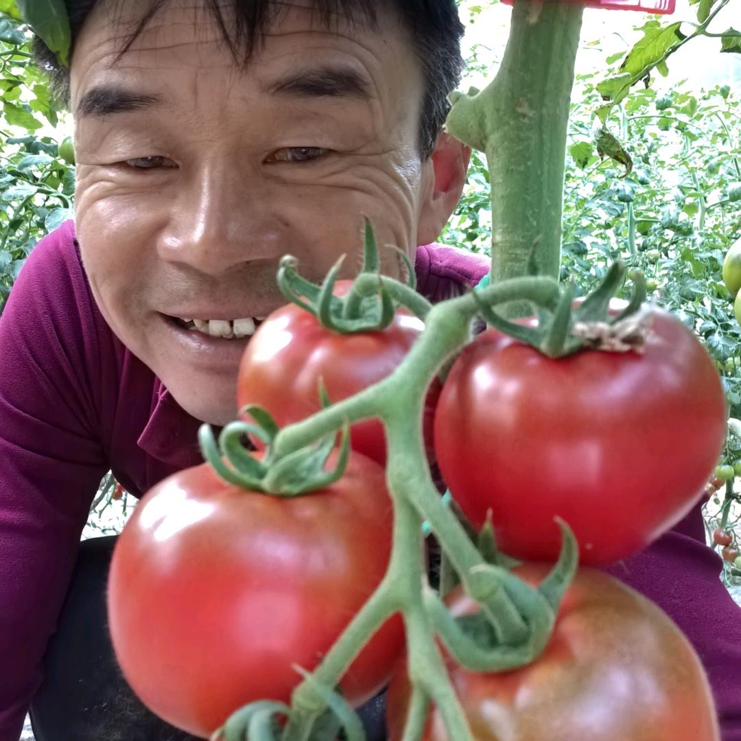 柿子哥