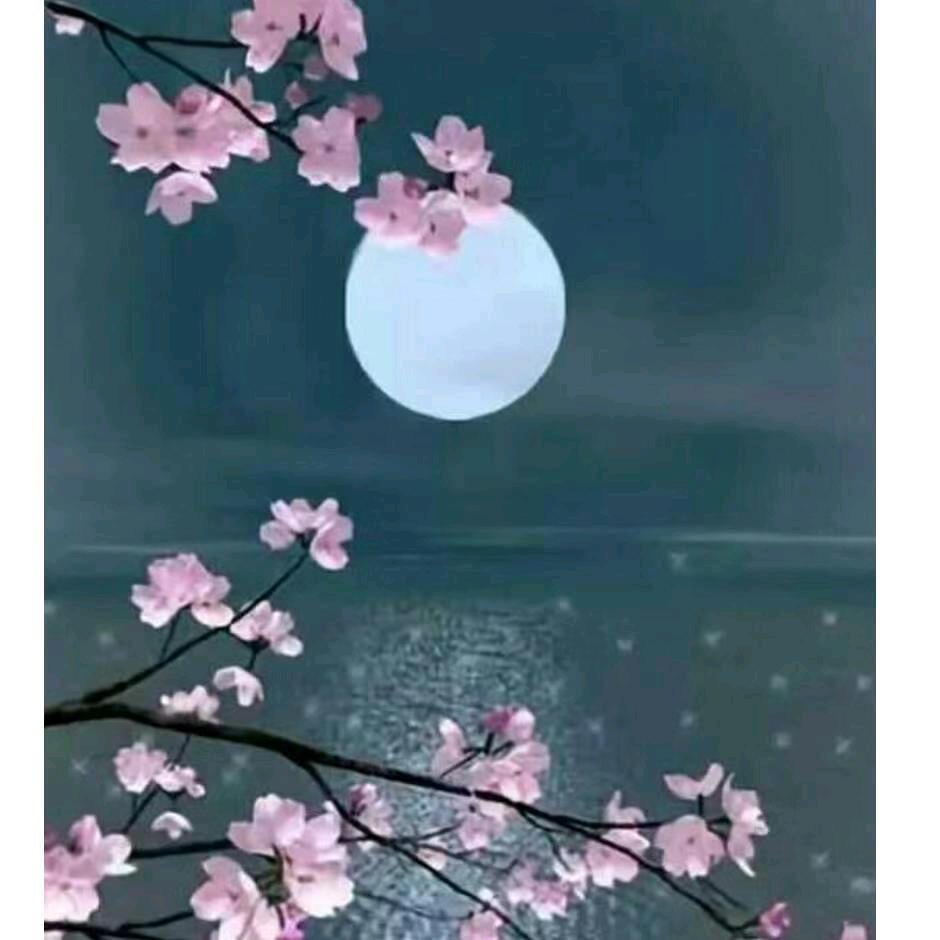 用户月儿