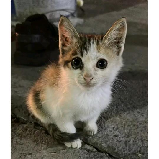 光辉梦静