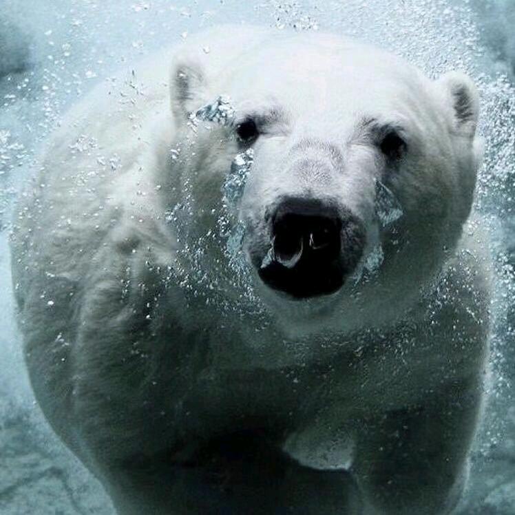 北极熊