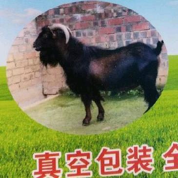 贵州容光焦三哥土山羊回锅羊肉全国包邮真空