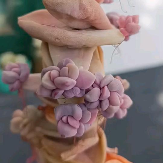 小汤圆