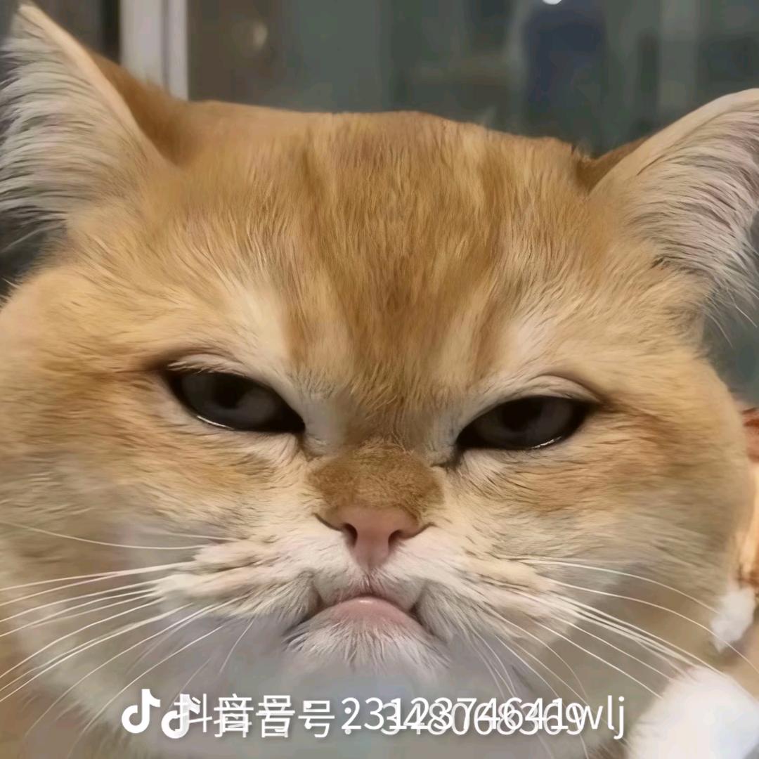 猴小北