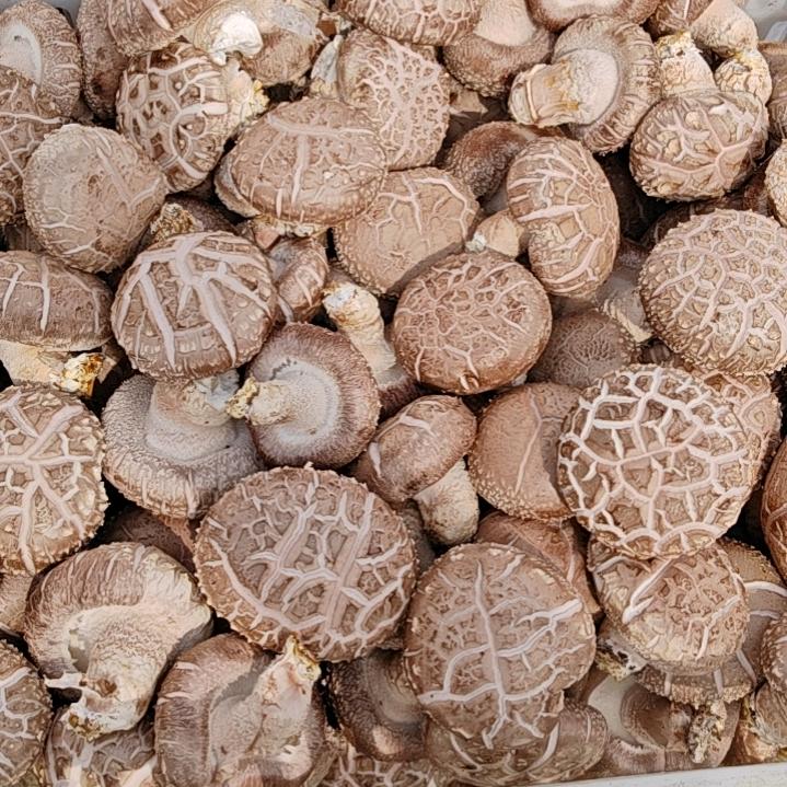 小雨菌业