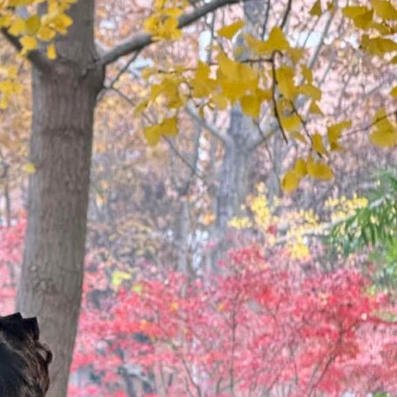 珂罗耐的趣味阁