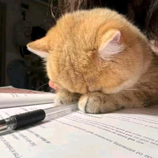 猫咪薛定谔头像