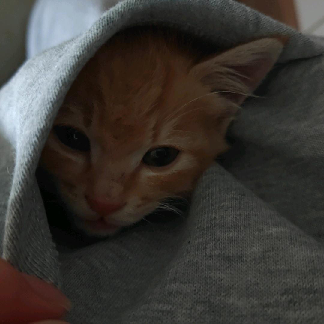 苹果果果果果果好好好好好好好吃