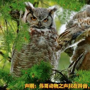 猫头鹰弟弟迷妹是我头像