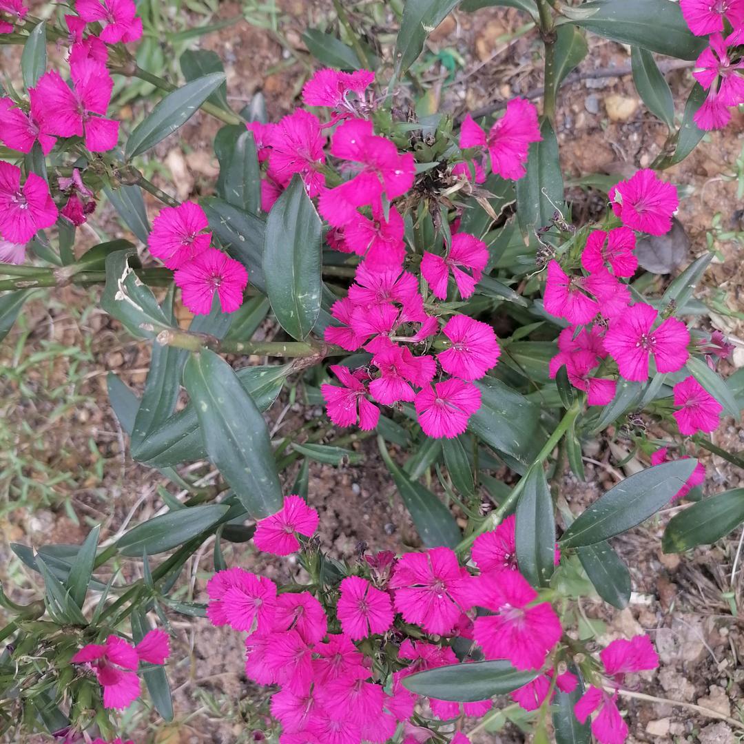 明天会更好