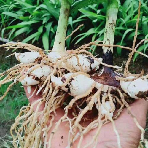 百草堂农业种植