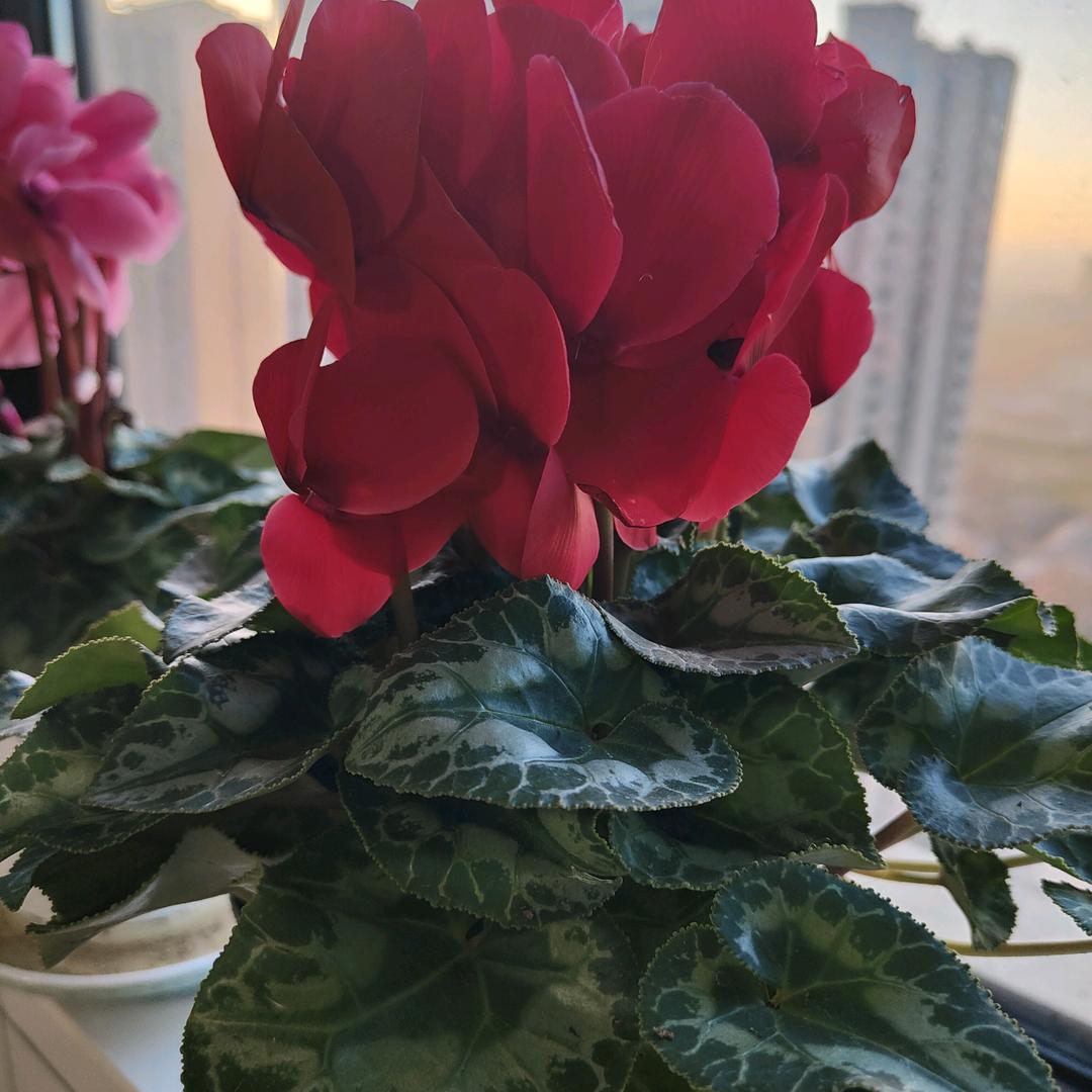 莲莲