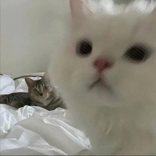 爸爸的雷达