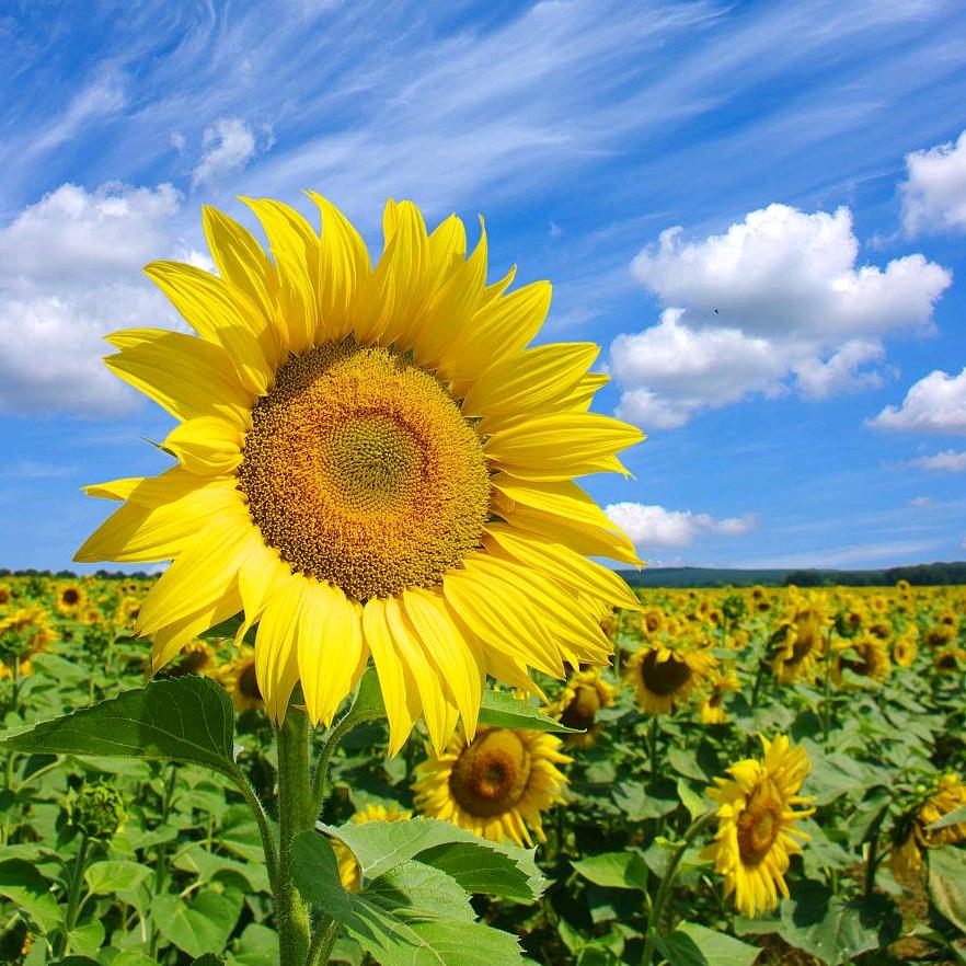 向日葵🌻🌻🌻