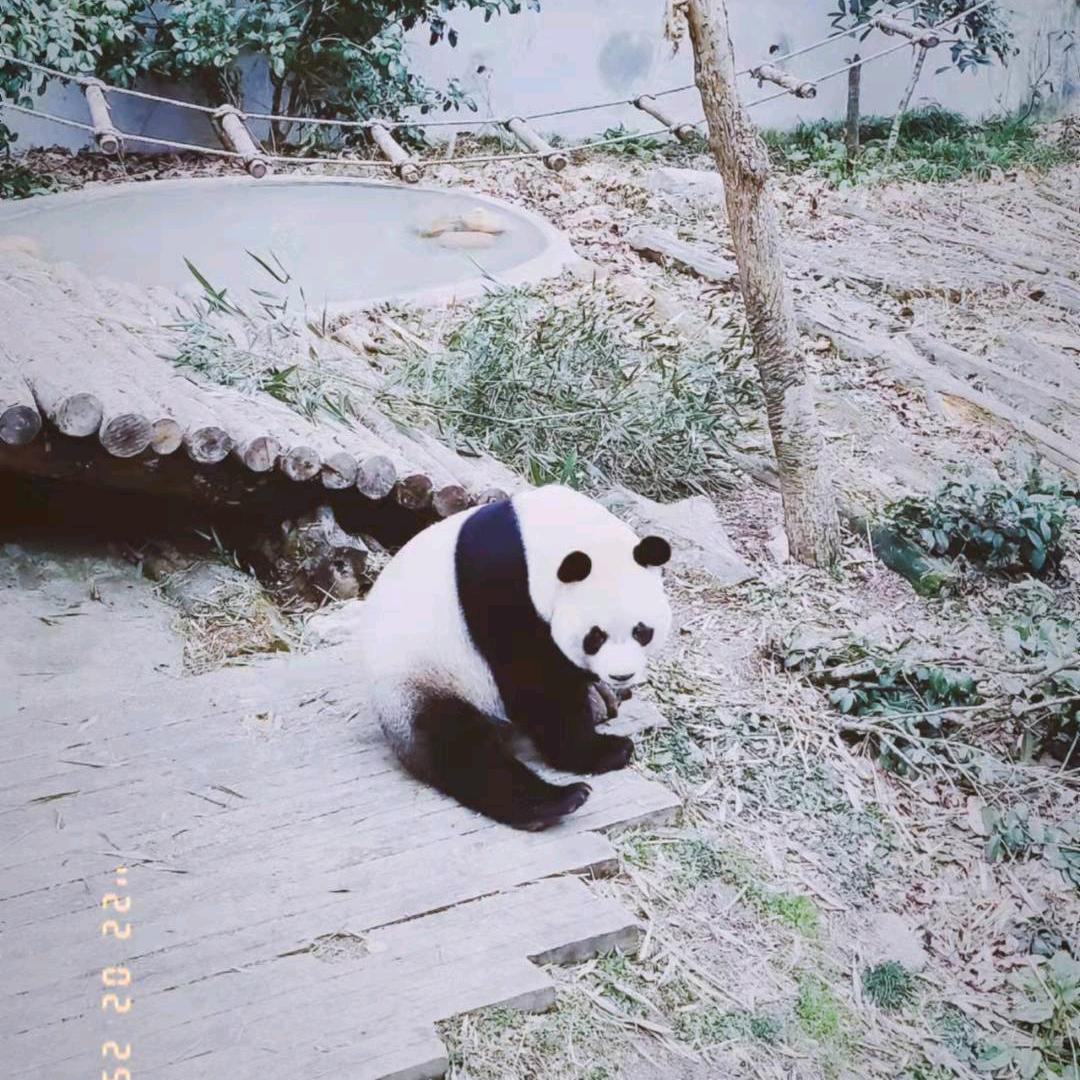 我的大蛇满技能