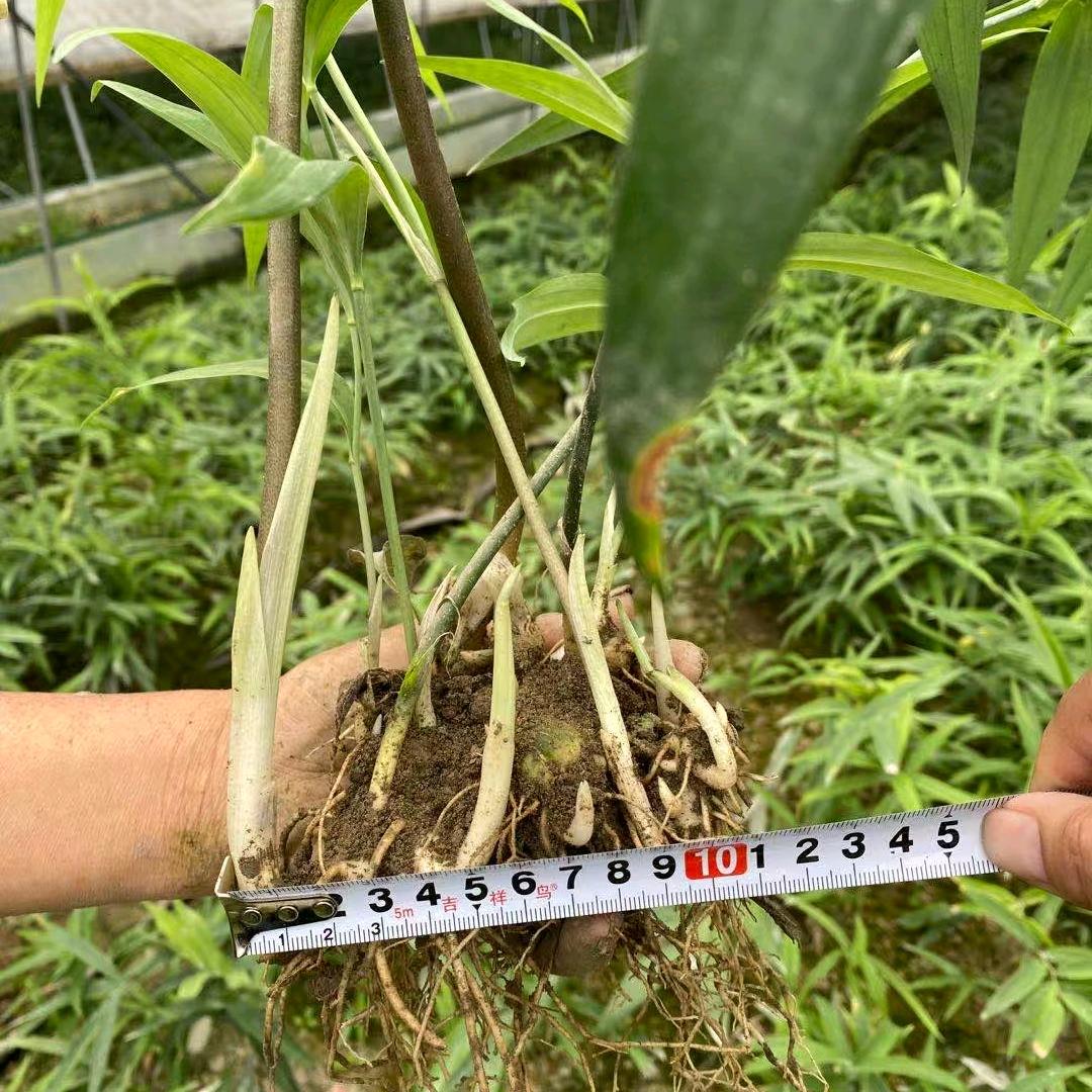药材种植小倩