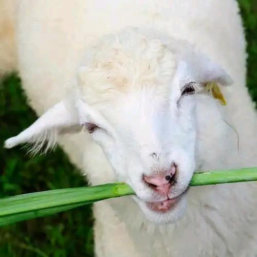 羊吃草