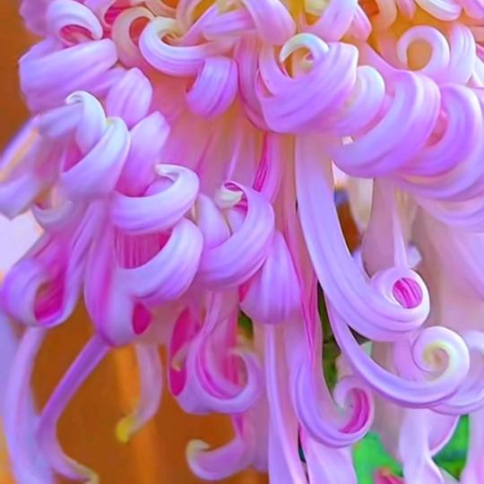 塞北黄花分外香