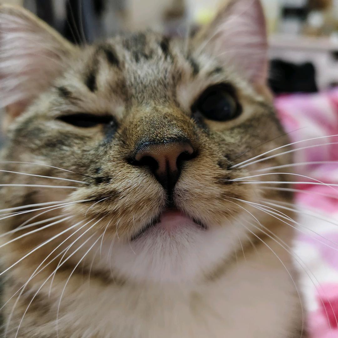 西部菱斑响尾蛇🌈(停谷版)